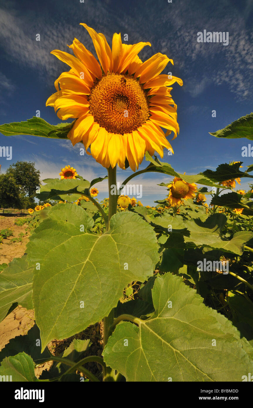 field of sunflowers and blue sky with some clouds Stock Photo - Alamy