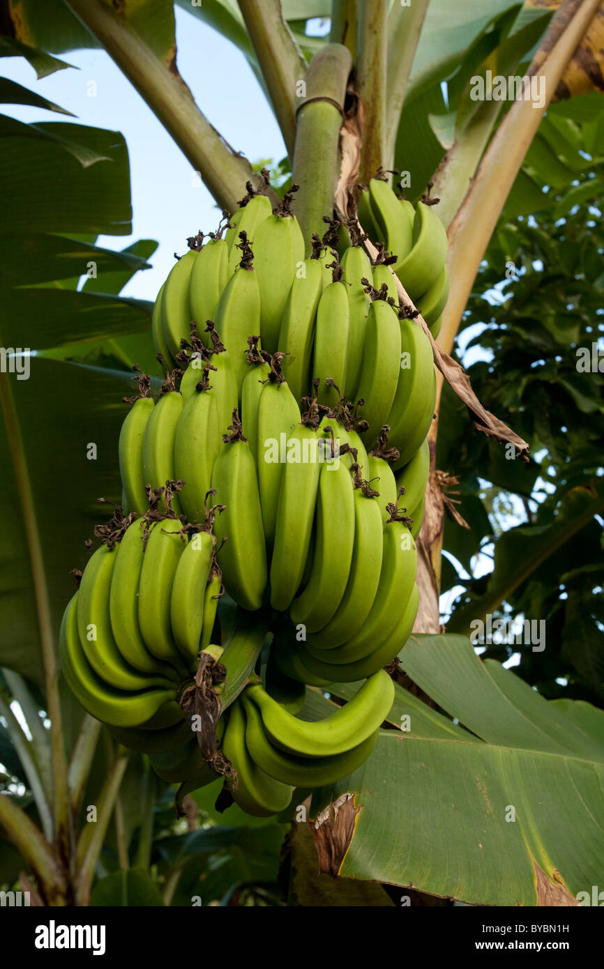 Bananas growing on a tree in Zanzibar, Tanzania Stock Photo