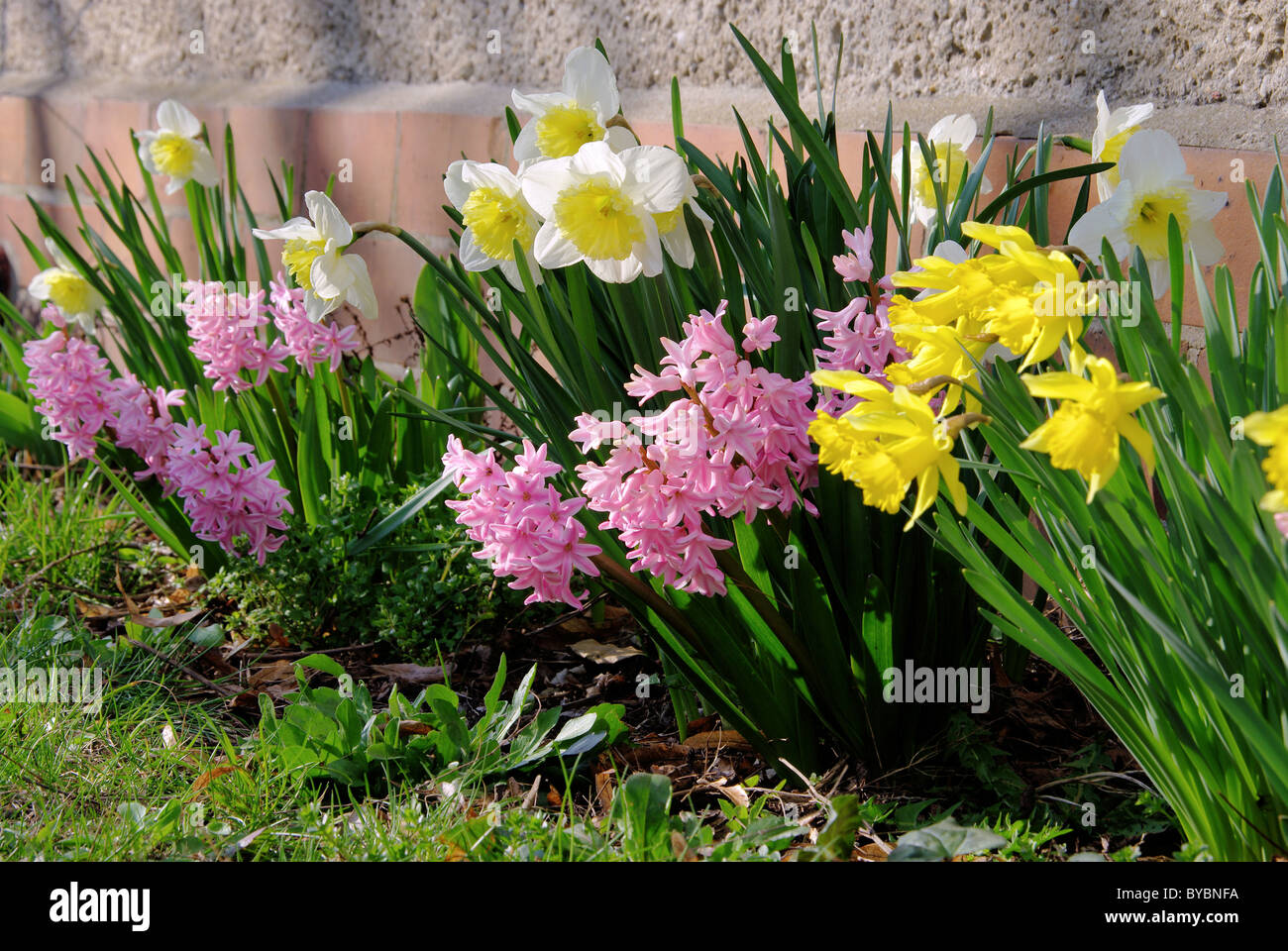 Osterglocke und Hyazinthe - daffodil and hyacinth 07 Stock Photo