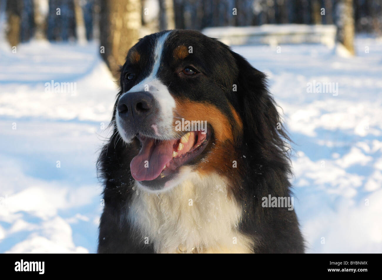 Bernese Mountain Dog on a snow Stock Photo Alamy