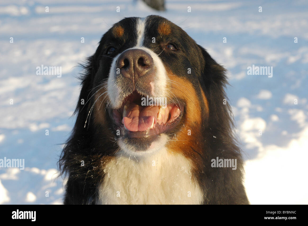 Bernese Mountain Dog on a snow Stock Photo Alamy