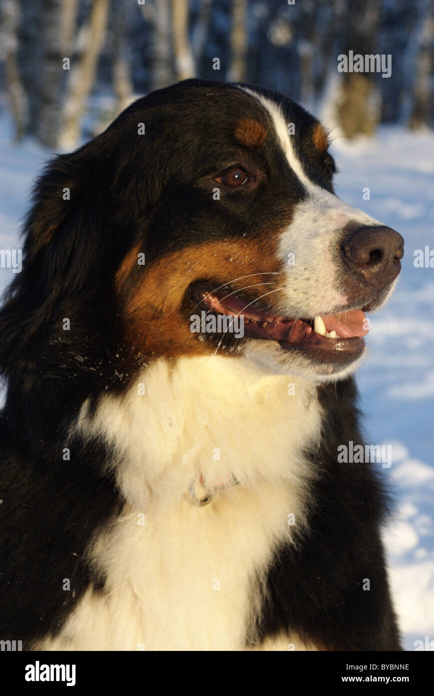 Bernese Mountain Dog on a snow Stock Photo: 34064618 - Alamy