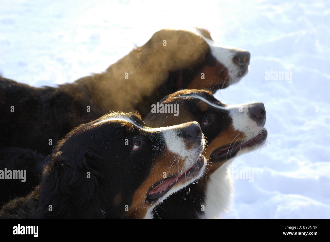 Three Bernese Mountain Dogs on a snow Stock Photo Alamy