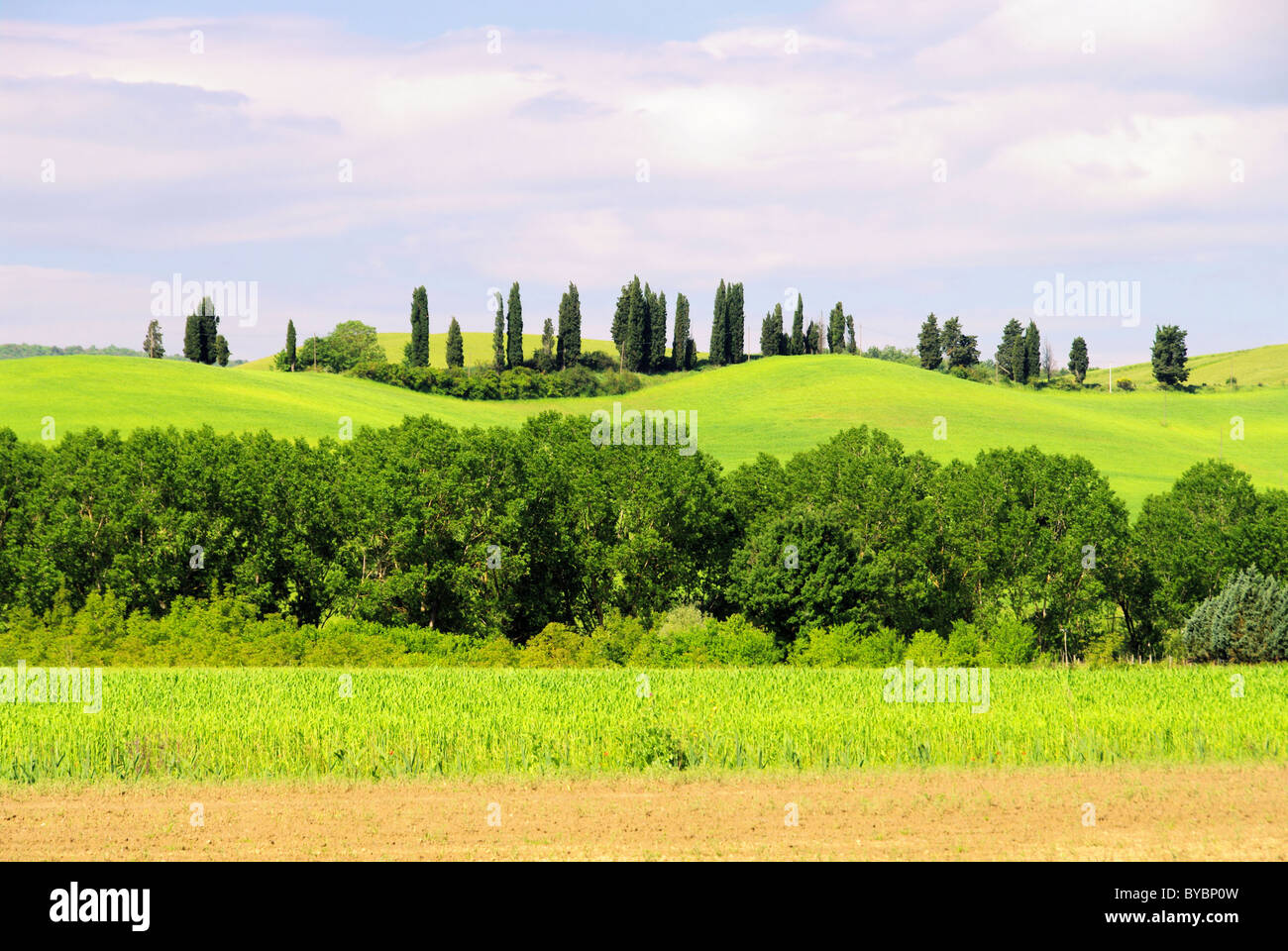 Cypress tree hi hi-res stock photography and images - Alamy