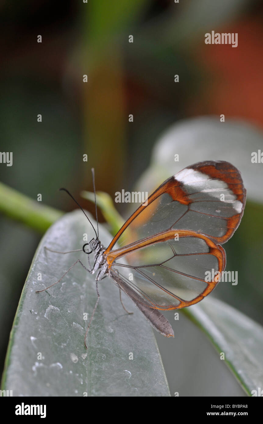 Glasswing Butterfly: Greta oto Stock Photo