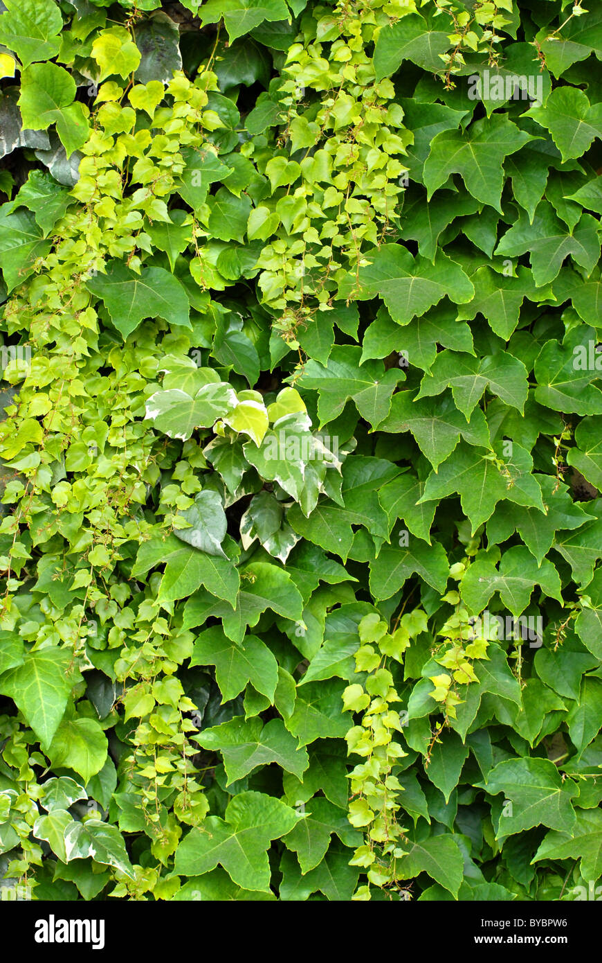 Background of green Japanese creeper leaves Stock Photo Alamy