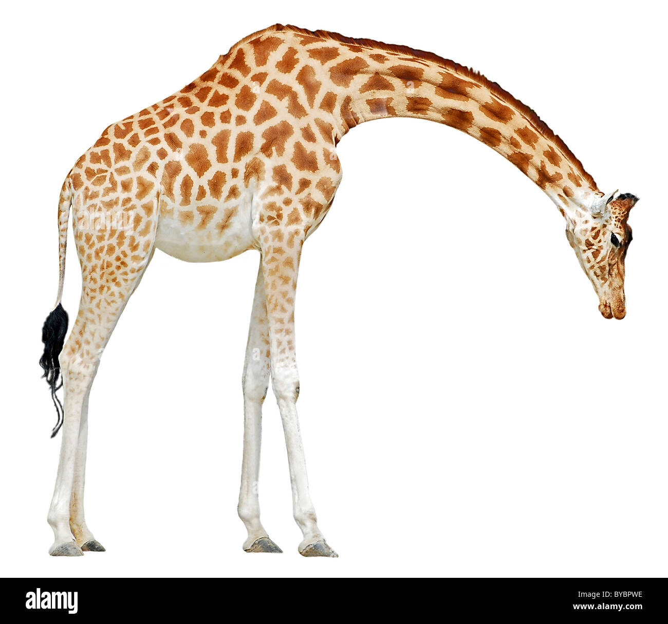 Giraffe (Giraffa camelopardalis) saw of profile head to the ground isolated on white background Stock Photo
