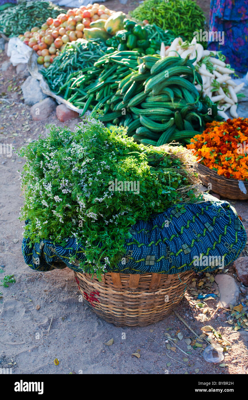 Basket of fresh coriander at an indian market. Andhra Pradesh, India