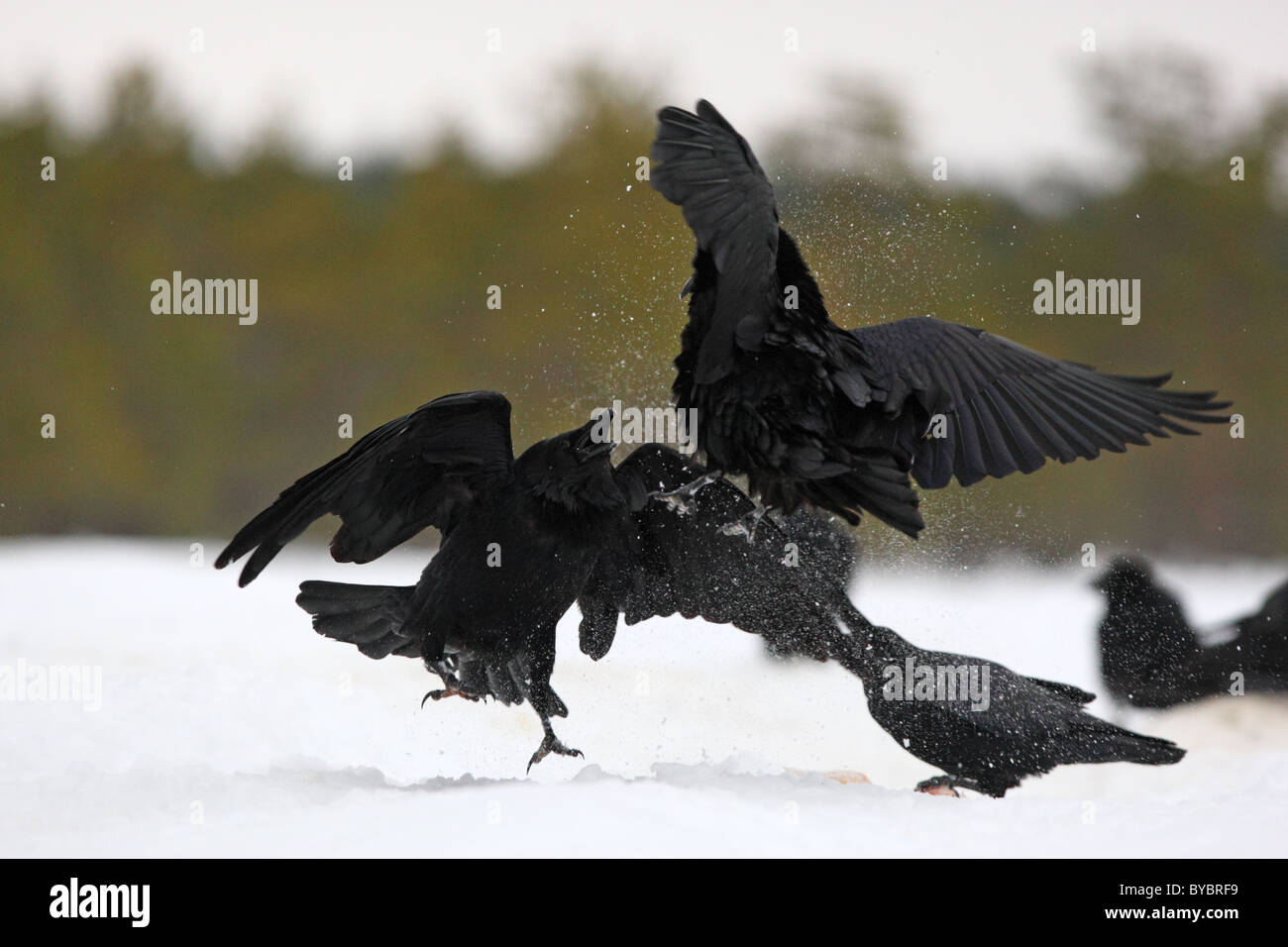 Fighting Raven's (Corvus corax) Stock Photo
