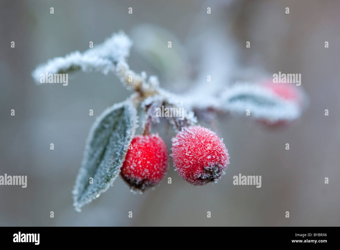 Cotoneaster Berries in frost; winter; Cornwall Stock Photo