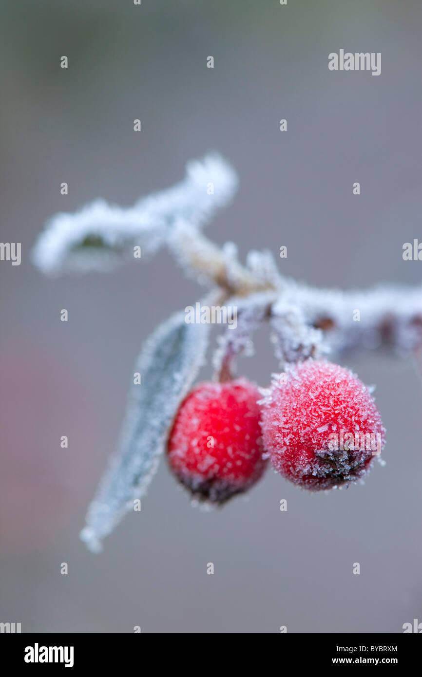 Cotoneaster Berries in frost; winter; Cornwall Stock Photo