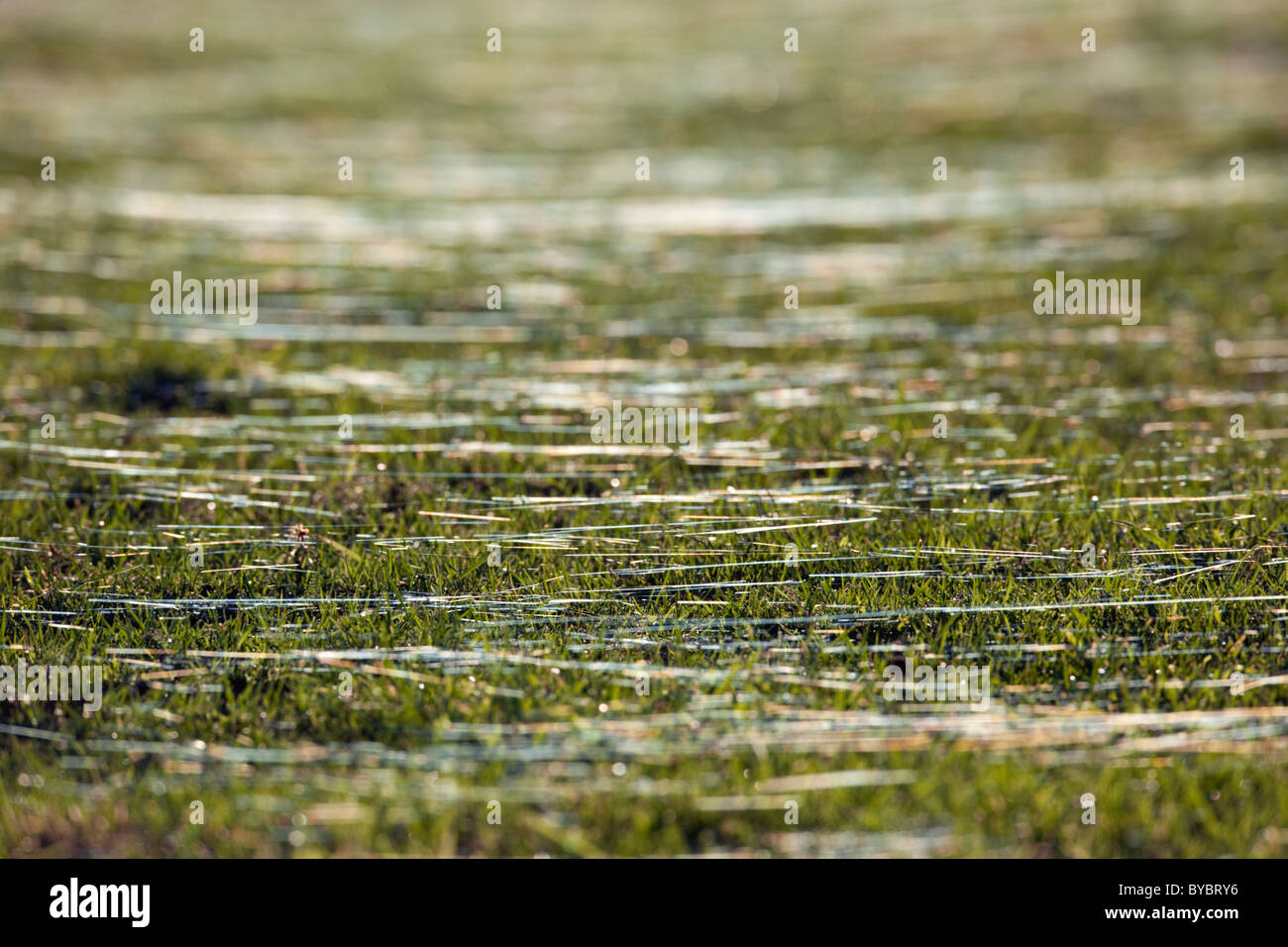 Gossamer threads on grass; Cornmwall Stock Photo