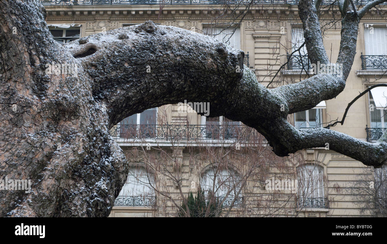 Tree branch lightly covered in snow, Avenue Foch Paris France Stock Photo