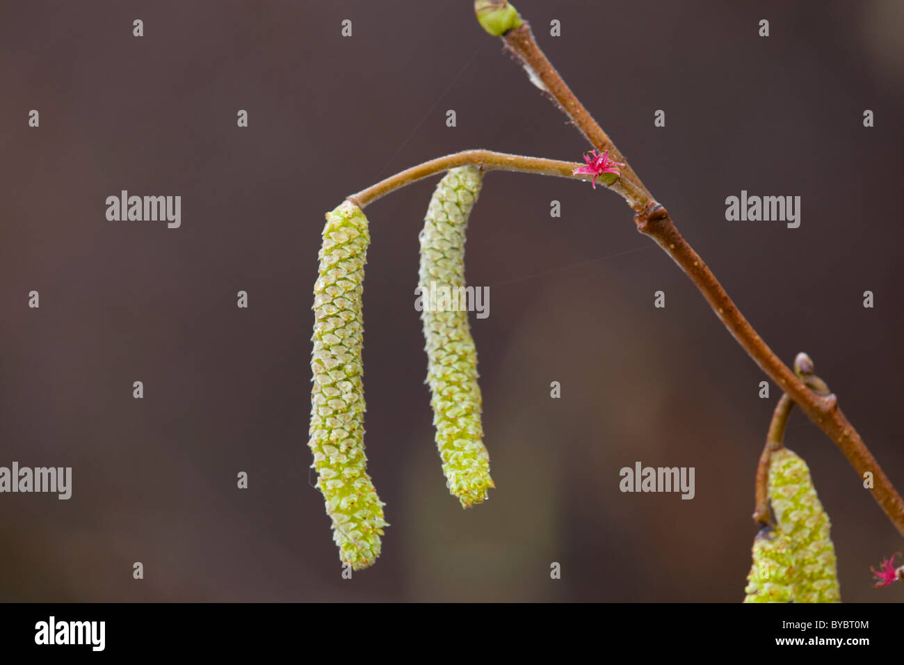Hazel; Corylus avellana; flower with catkins; spring; Cornwall Stock Photo