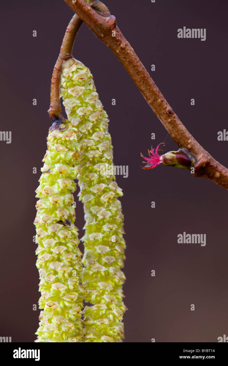 Hazel; Corylus avellana; flower with catkins; spring; Cornwall Stock Photo