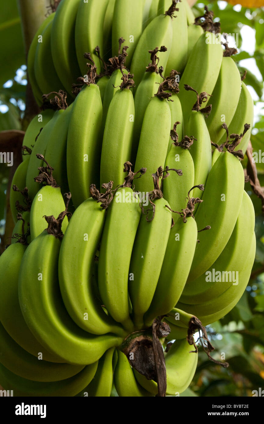 Bananas growing on a tree in Zanzibar, Tanzania Stock Photo Alamy