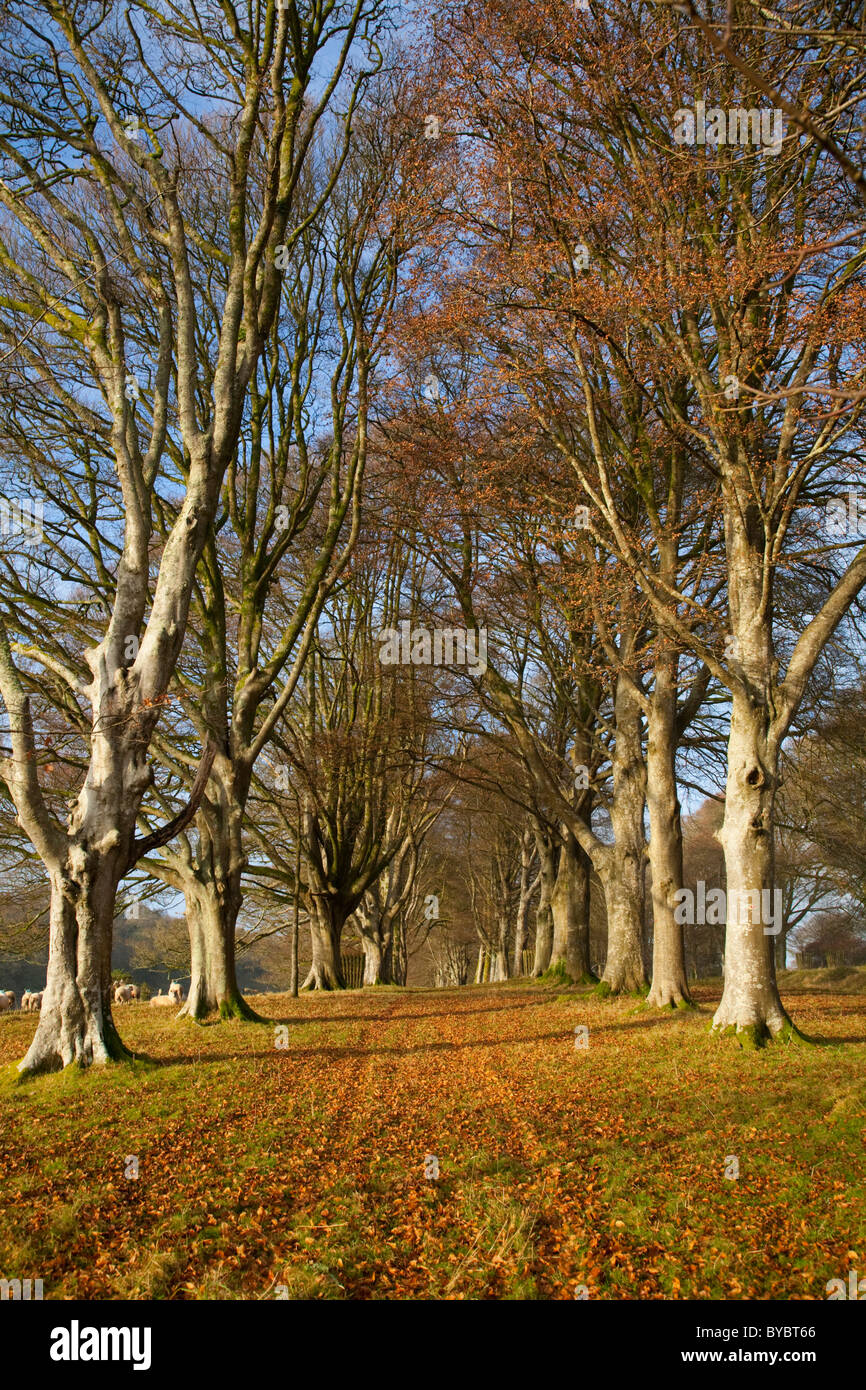 Avenue of Trees; Lanhydrock; Cornwall Stock Photo