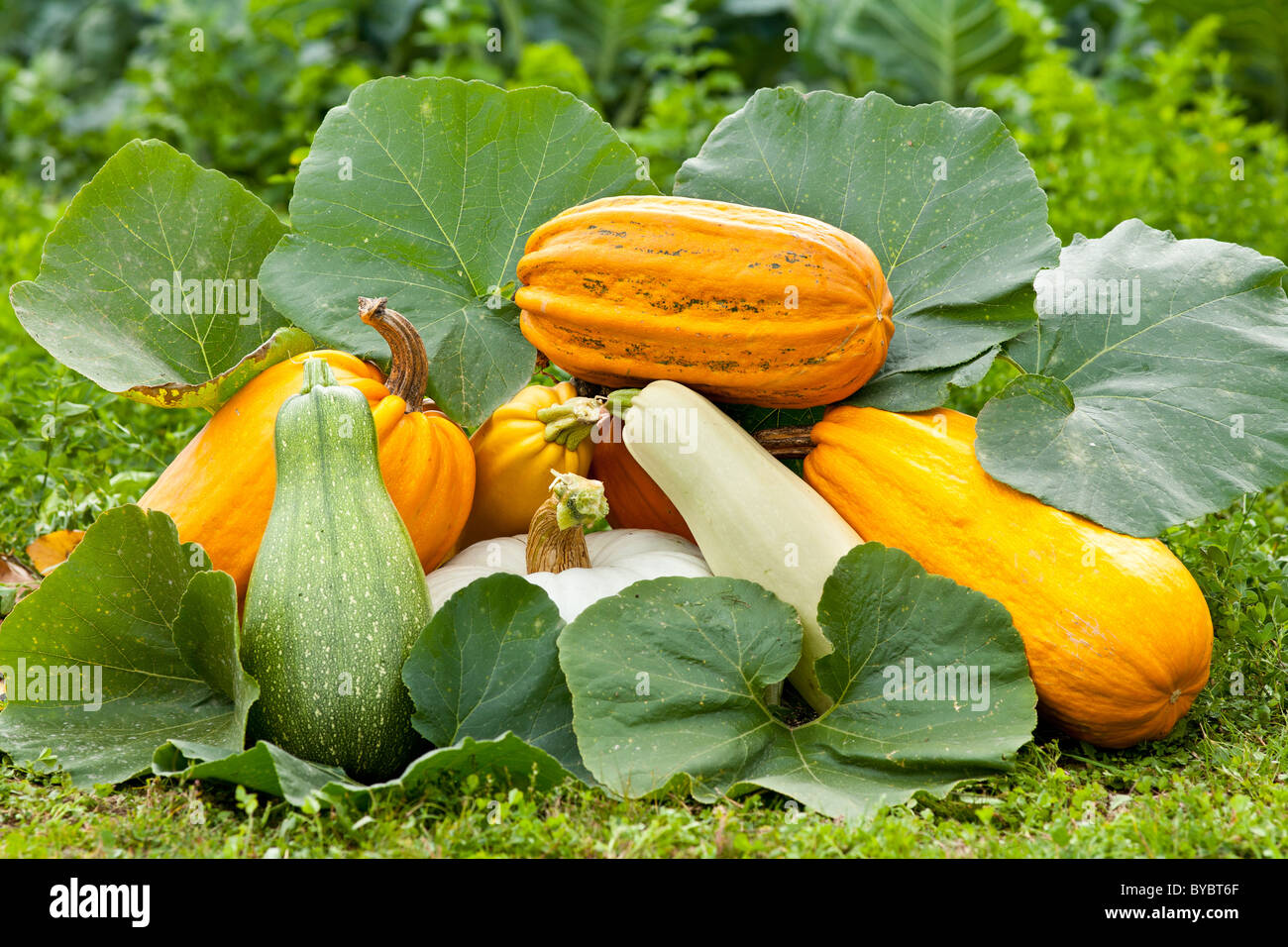 Pile of pumpkins and large leaves outdoor in a garden Stock Photo - Alamy