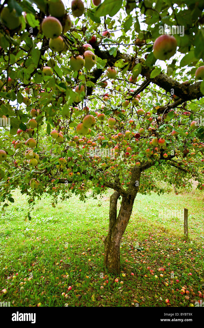 Apple trees in an orchard, with red apples ready for harvest Stock ...