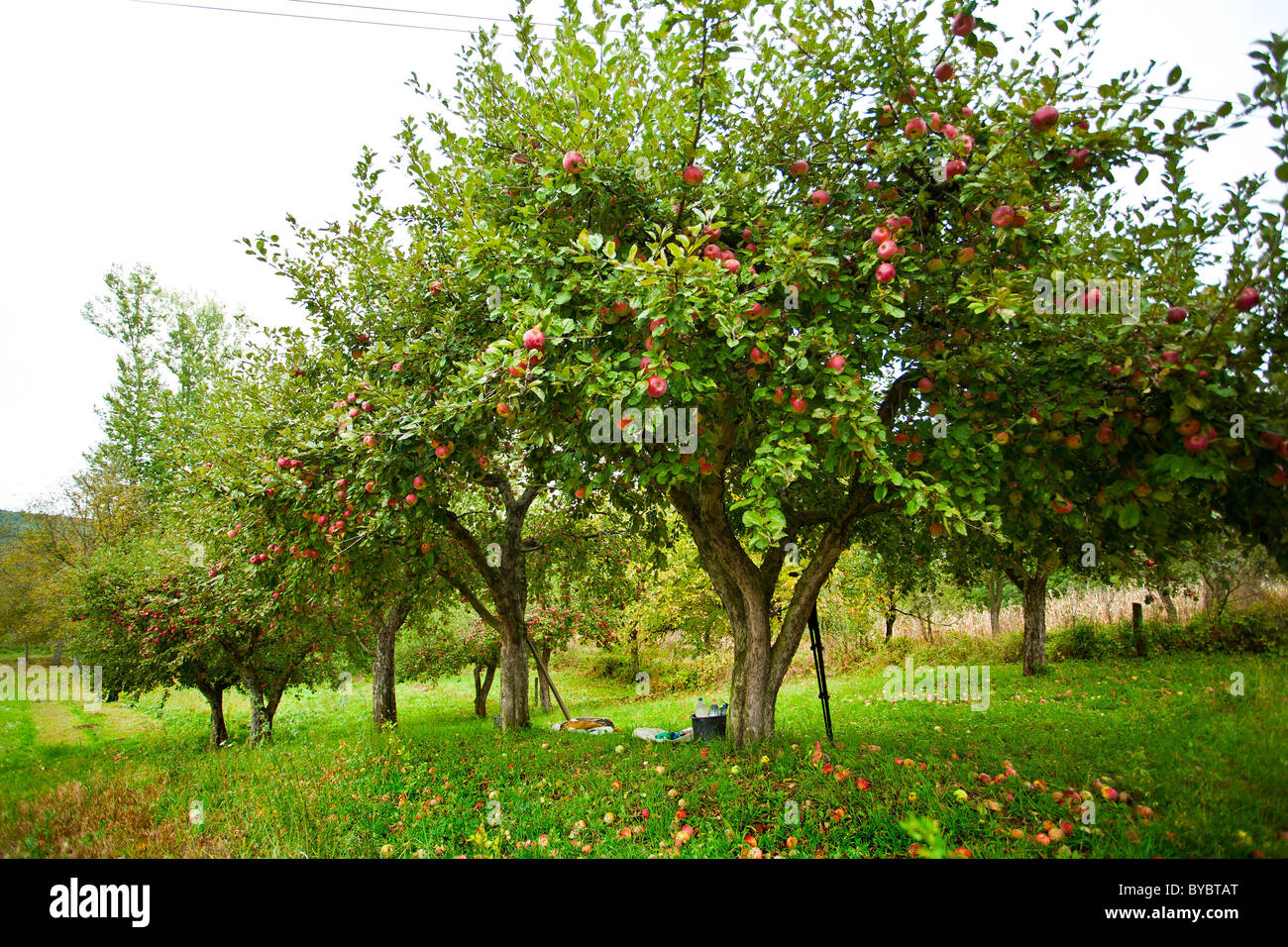 Apple trees in an orchard, with red apples ready for harvest Stock ...