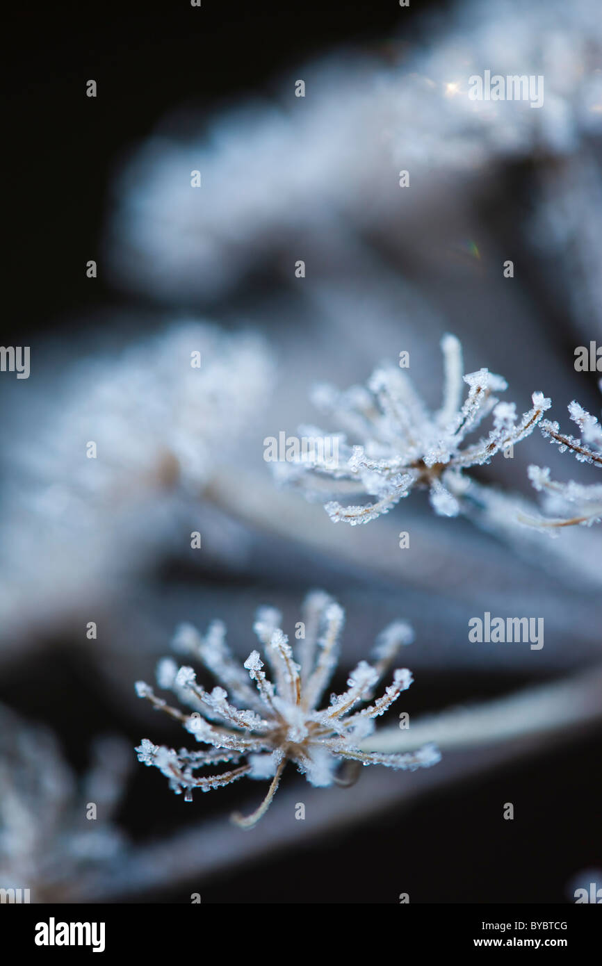 Umbellifer Seed Head in frost; winter; Cornwall Stock Photo