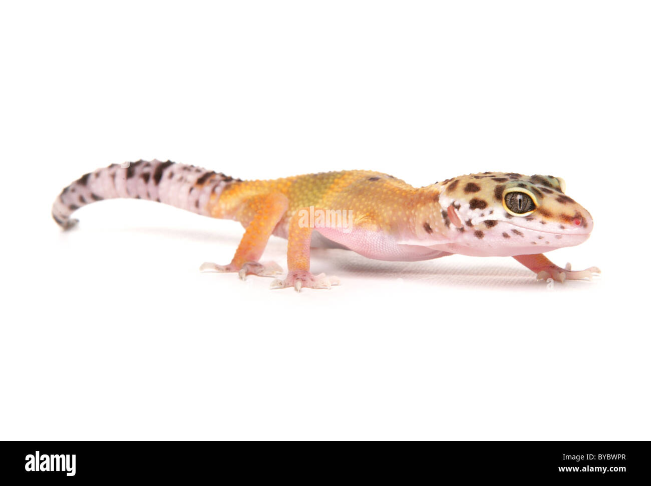 Leopard Gecko Eublepharis macularius Portrait in a studio Stock Photo