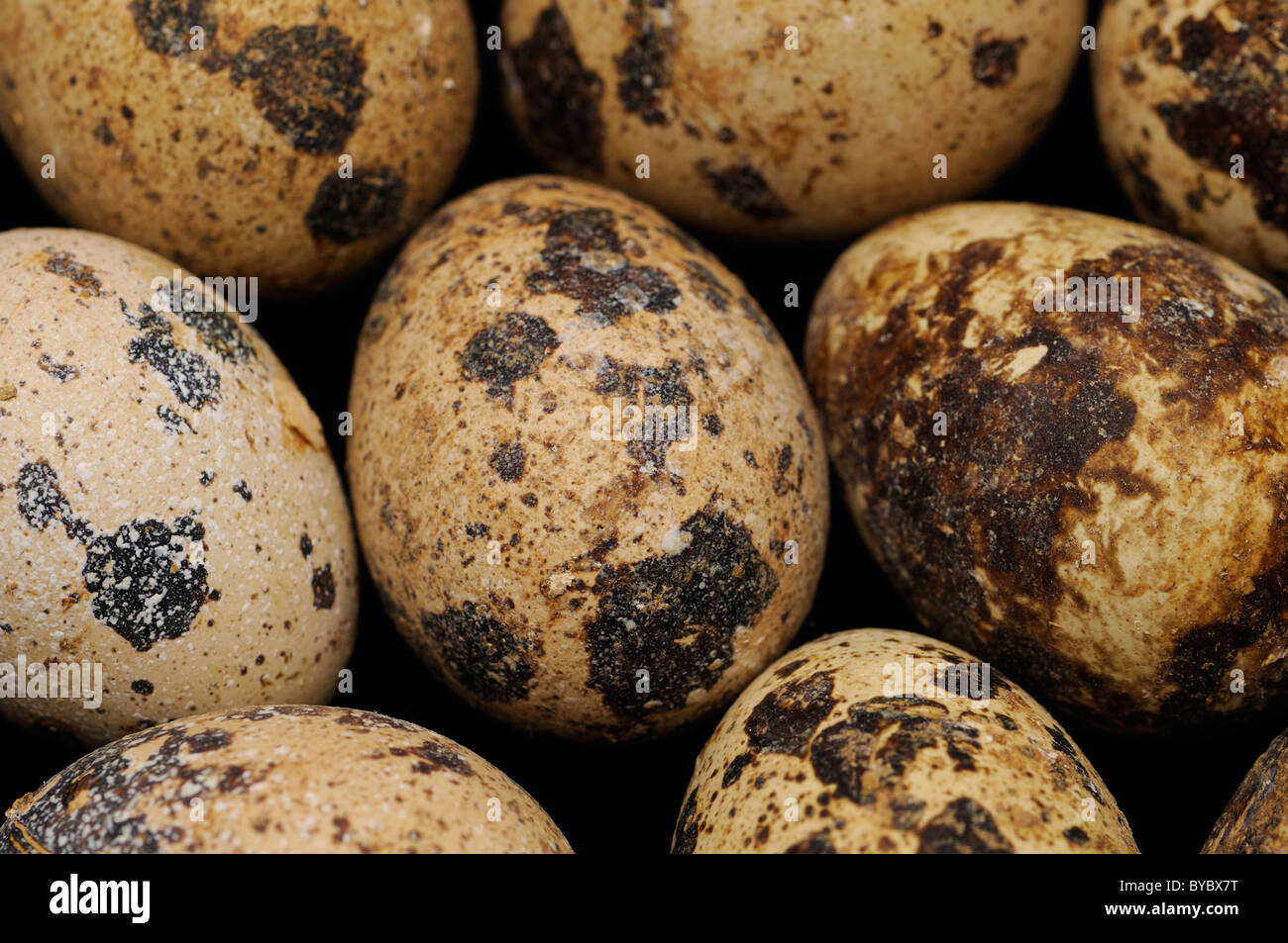 Quail's Eggs Stock Photo