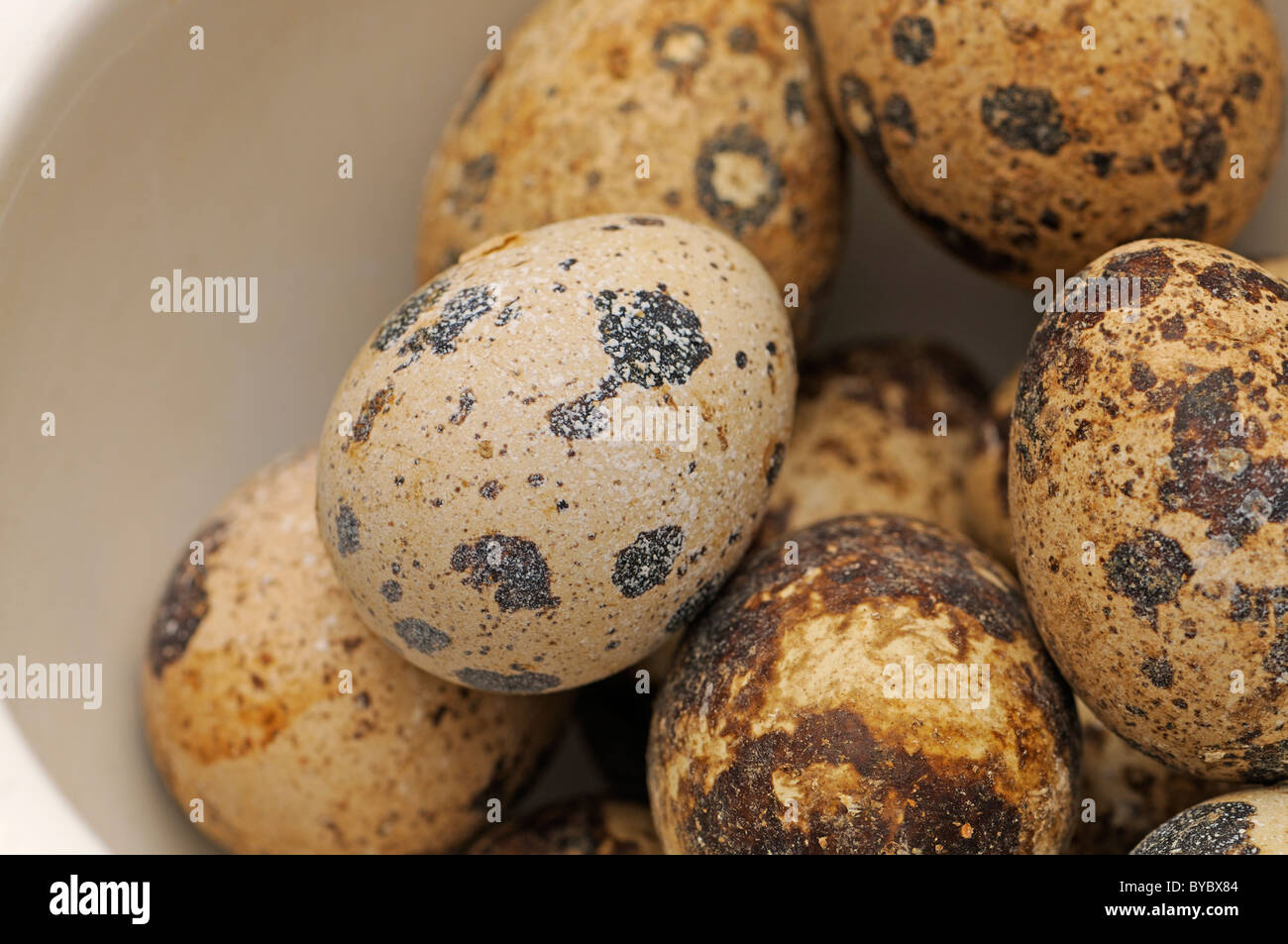Fool Quail Quails hi-res stock photography and images - Alamy