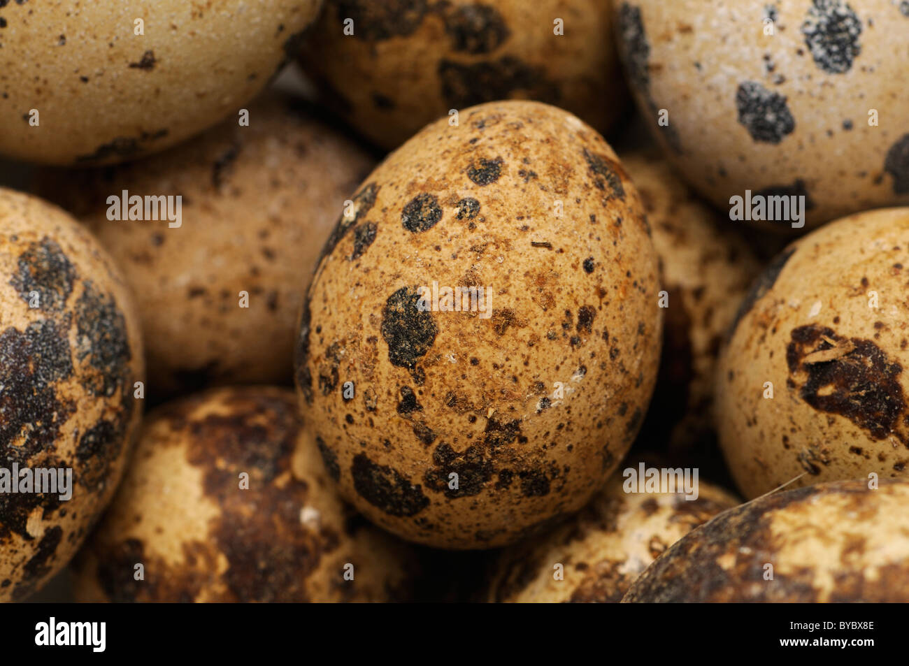 Quail's Eggs Stock Photo