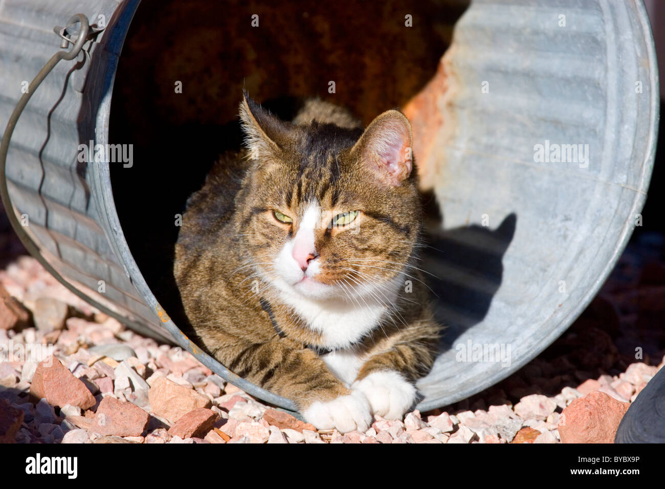Tiger Striped Tabby Cat in a Can Stock Photo - Alamy