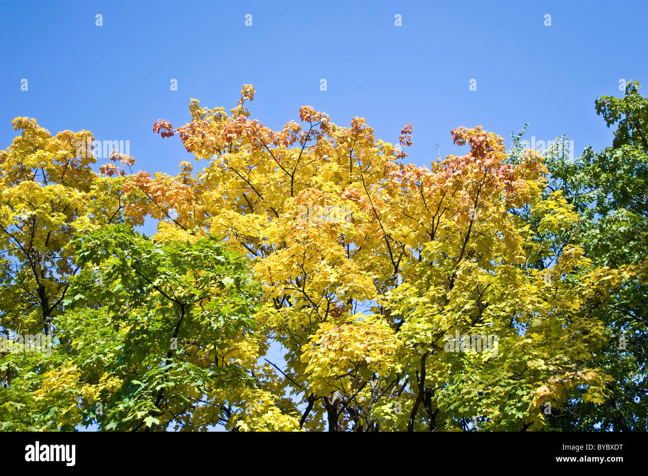 Branches of trees against the dark blue sky Stock Photo - Alamy