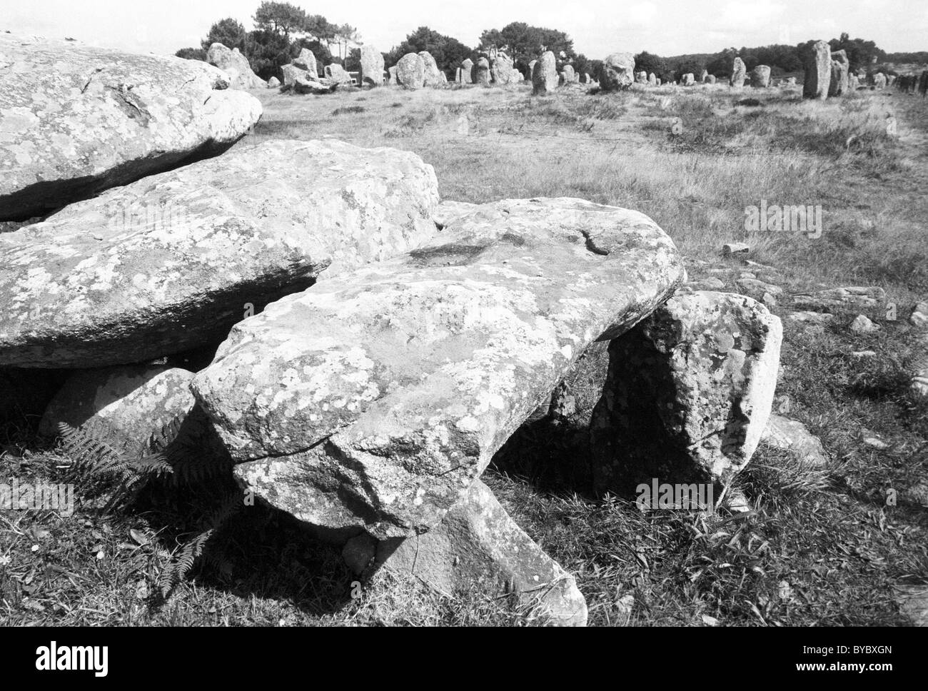 Megalithic rocks - menhirs on landscape, Carnac, Brittany, Bretagne ...