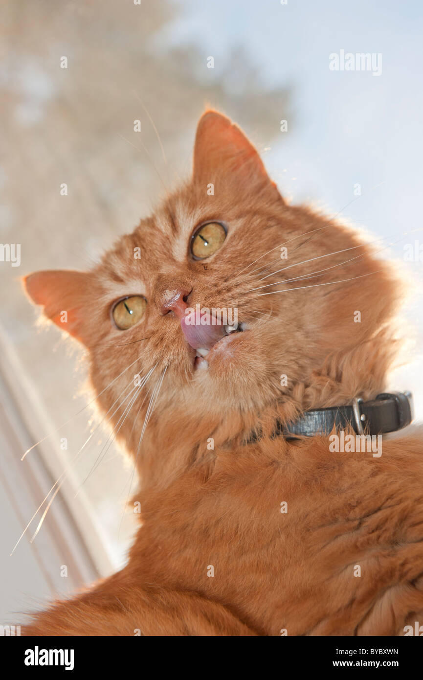 Red cat making faces. Stock Photo