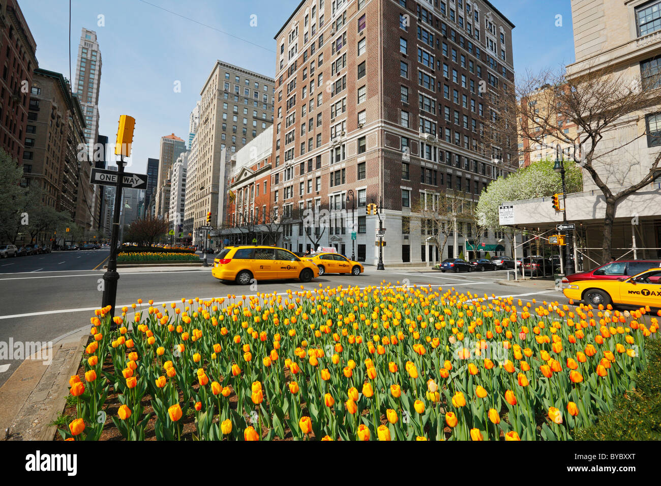 Tulips in Park Avenue, New York Stock Photo - Alamy