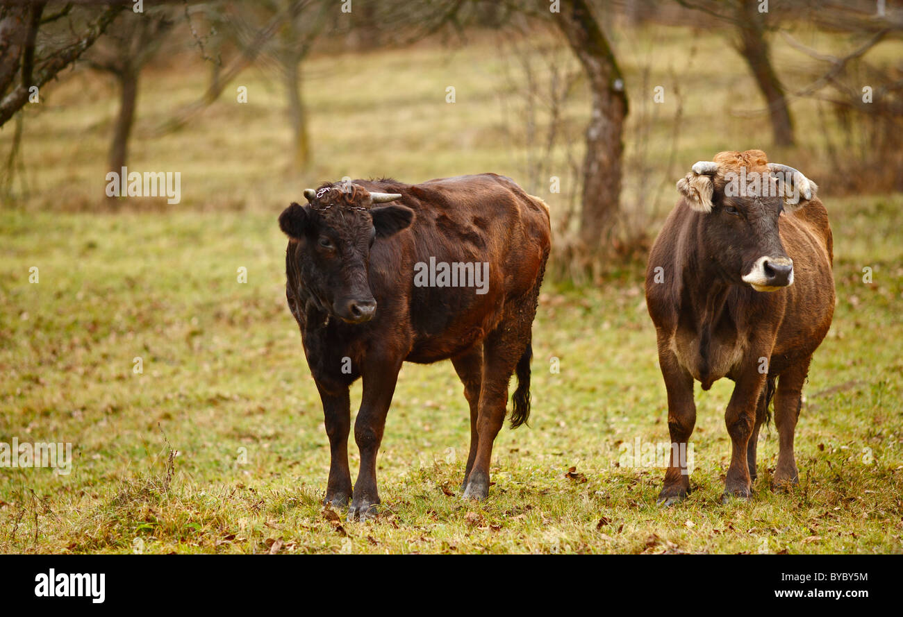 Cows grazing on a lawn near an orchard Stock Photo Alamy