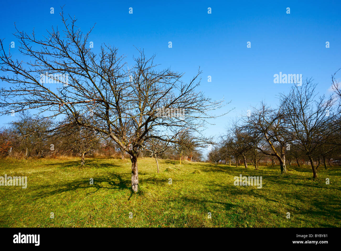 Orchard with empty apple trees in a sunny day Stock Photo - Alamy