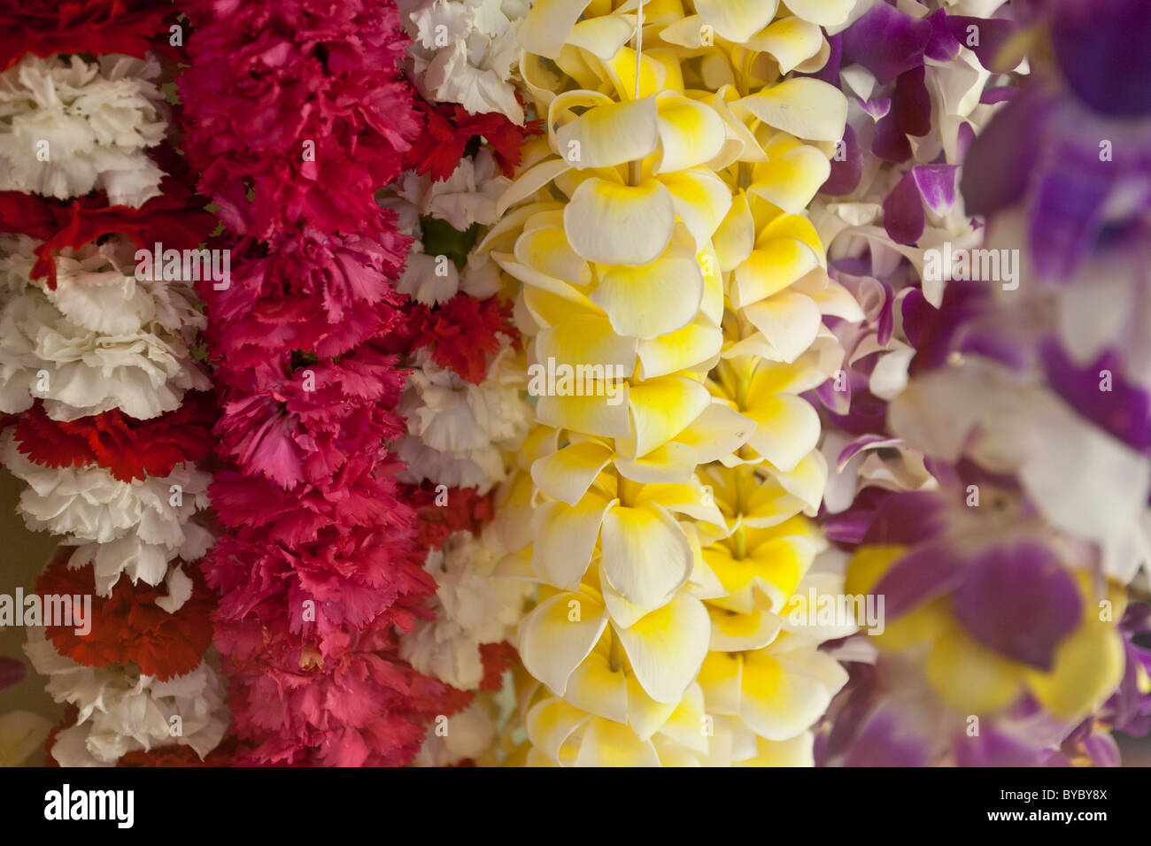 Colourful Leis . Colorful leis of red carnations and white and yellow plumera hang in a cooler in a Chinatown flower shop Stock Photo