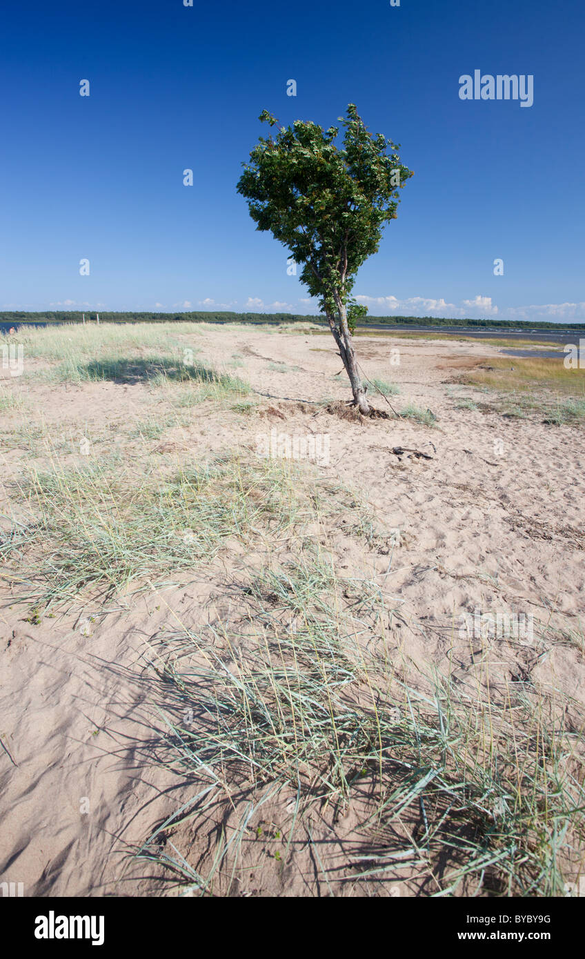 The only tree growing on seashore sands , Finland Stock Photo