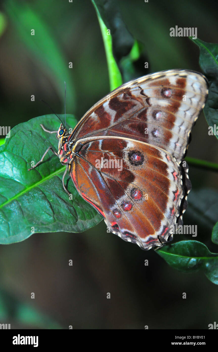 Blue Morpho (Morpho peleides) butterfly Stock Photo