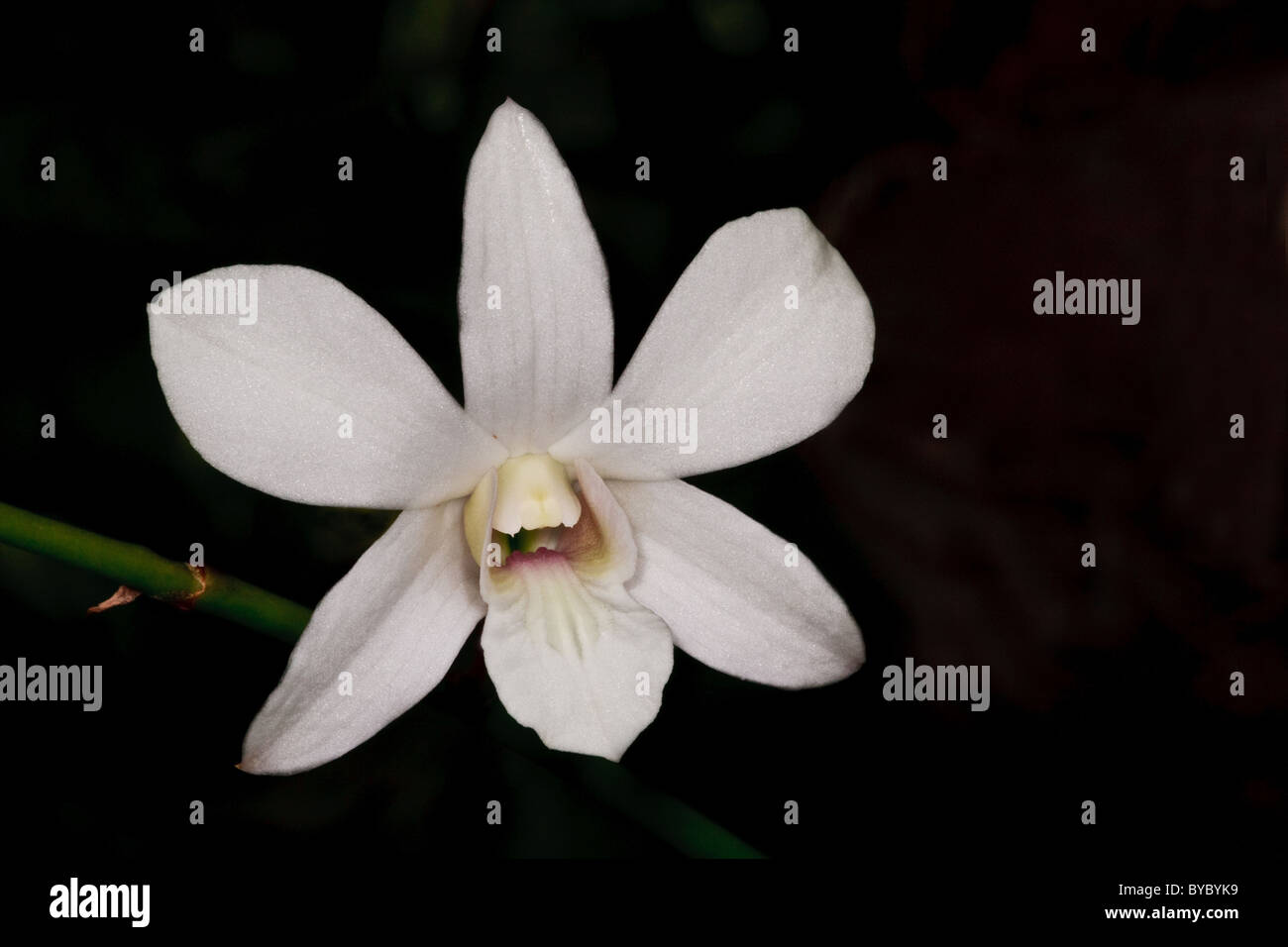 White orchid in a garden, Cocle province, Panama Republic Stock Photo