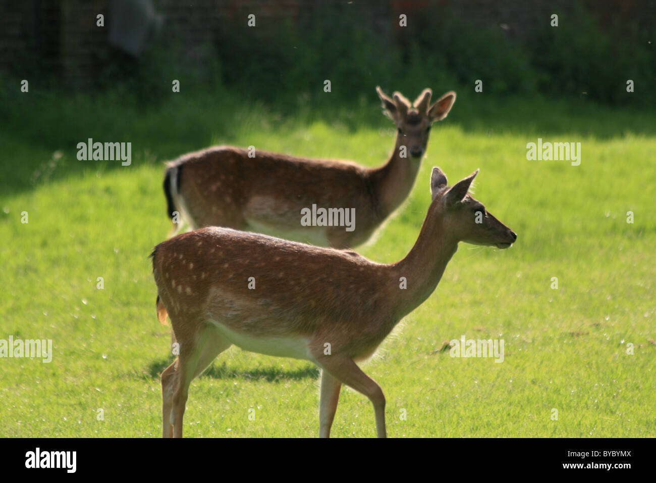 2 young deer in Hampton     Court Stock Photo