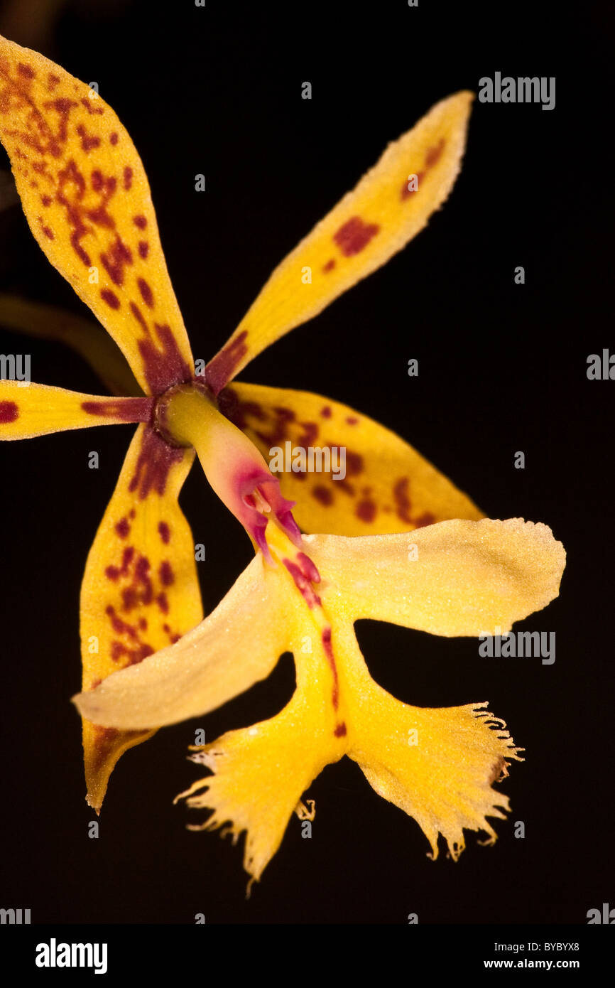 Yellow orchid in a garden, Cocle province, Republic of Panama. Stock Photo