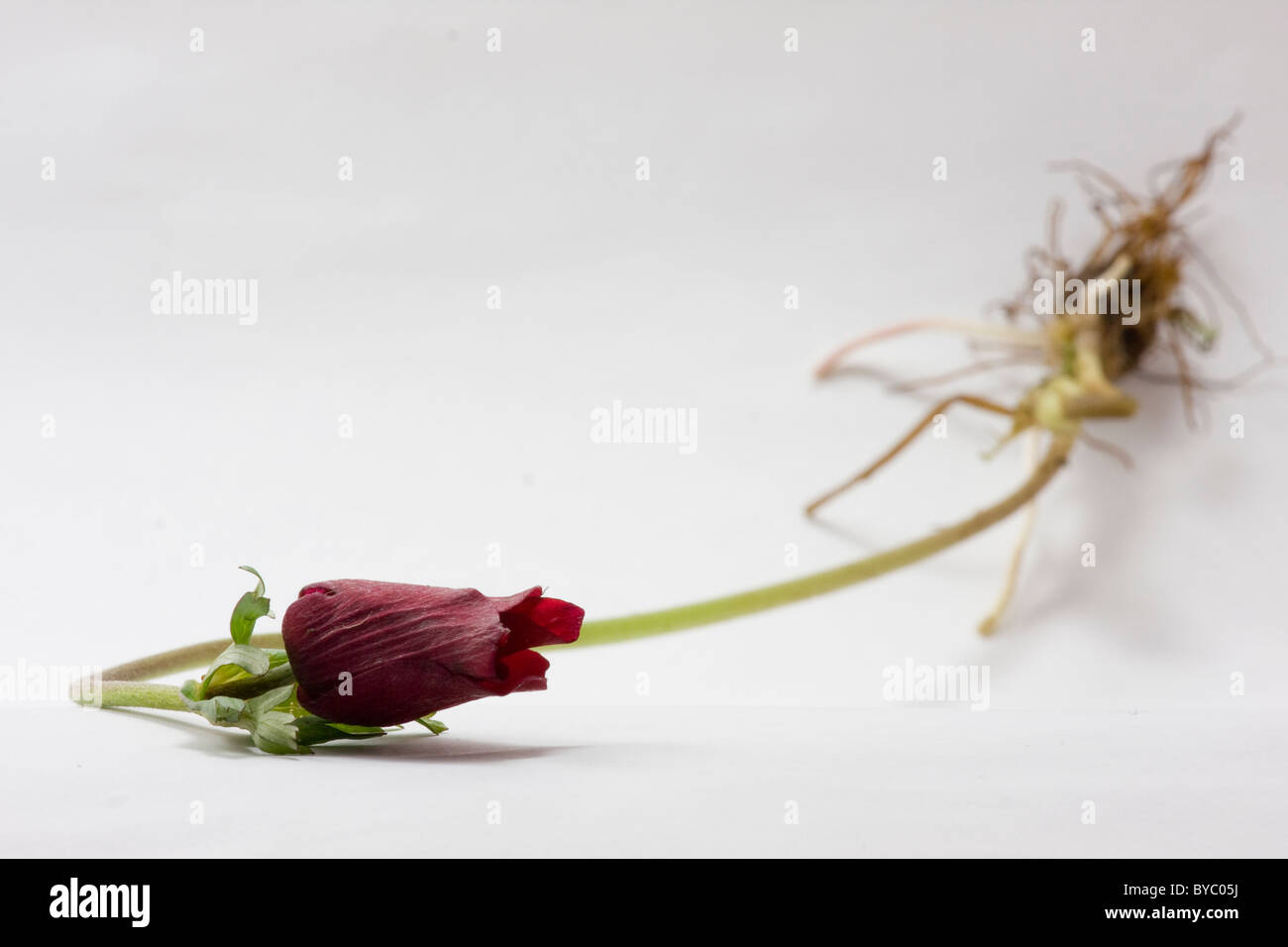 tulip with root Stock Photo Alamy