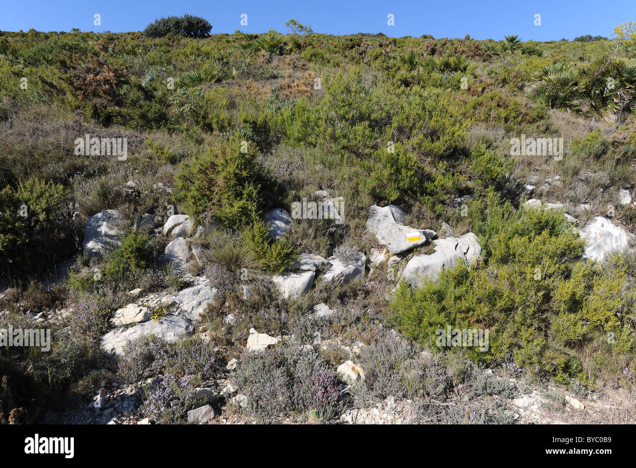 scrub on the mountainside, with wild thyme and rosemary, near