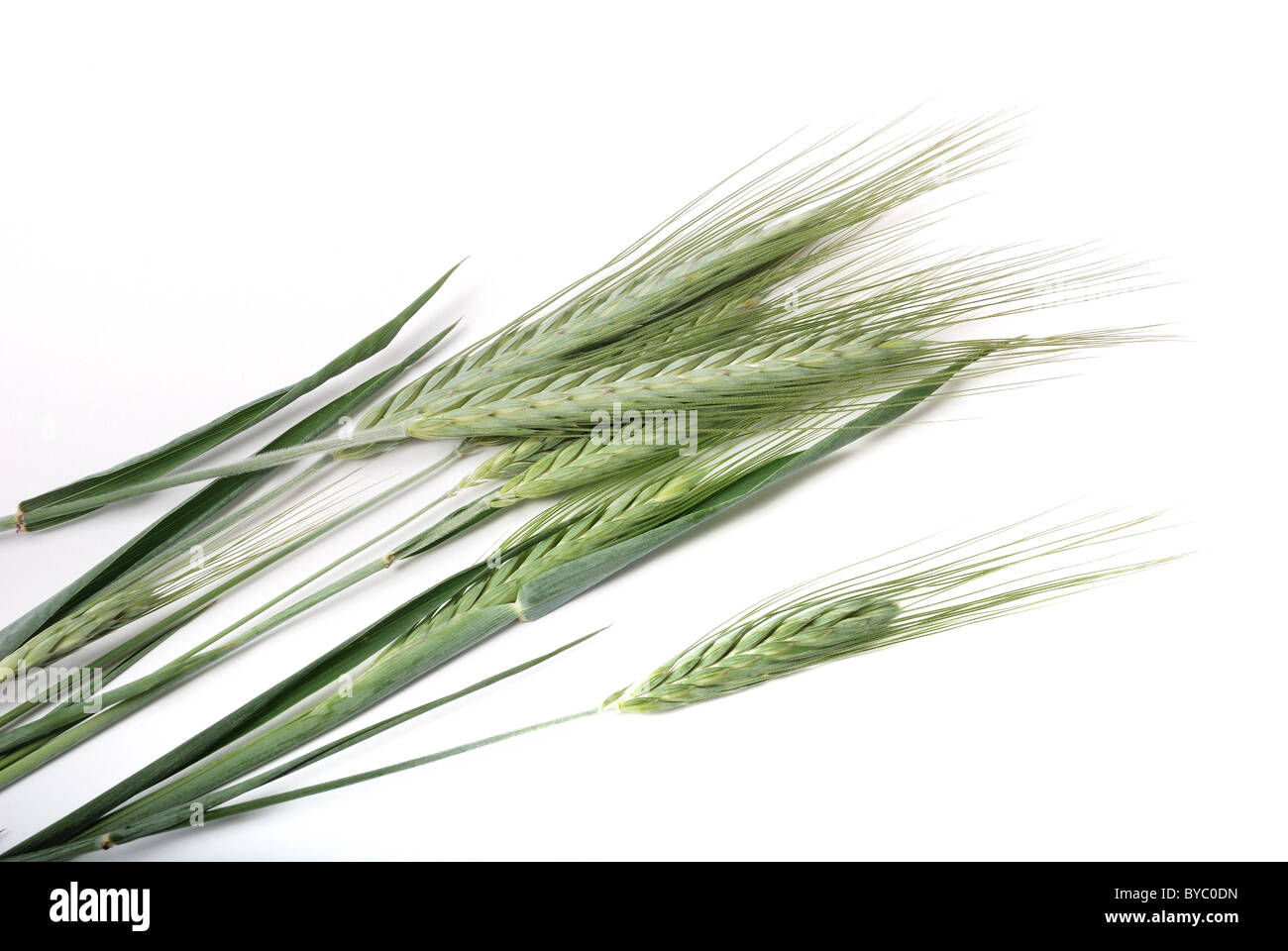 Barley. Stock Photo