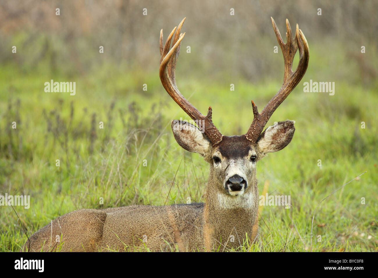 A Blacktailed Deer buck with tall antlers in a bed Stock Photo