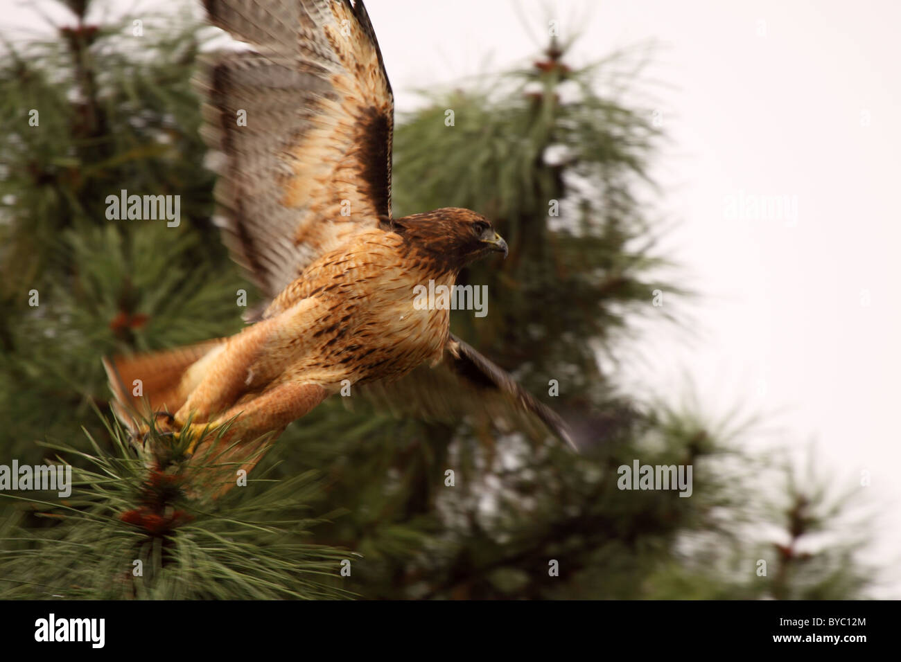 A Redtailed Hawk taking off Stock Photo Alamy