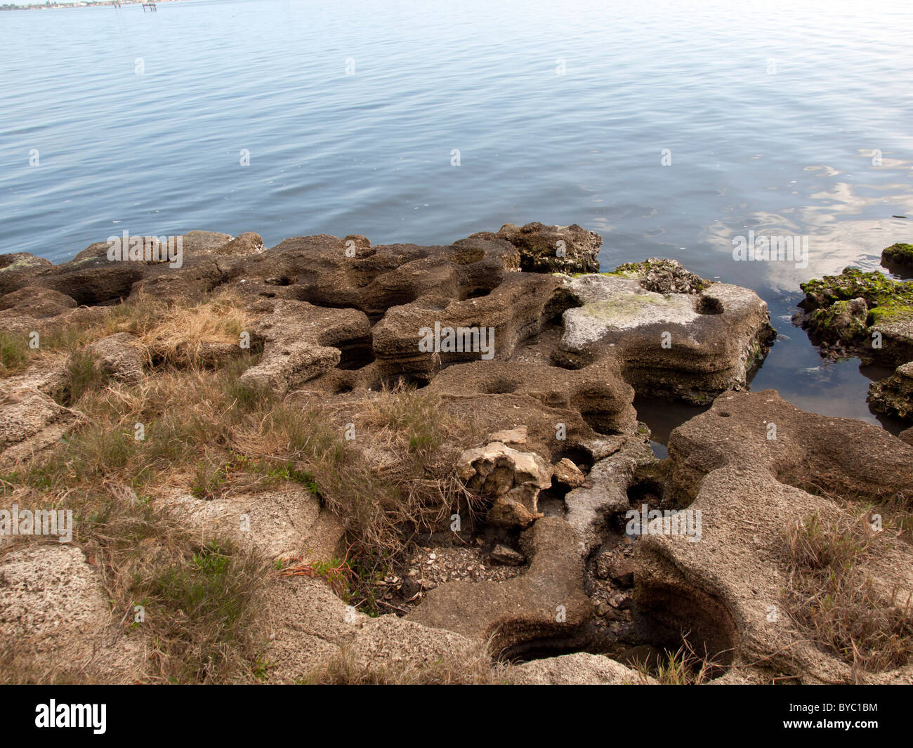 Coquina rock at Castaway Point on the Indian River Lagoon at Palm Bay by the Intracoastal Waterway in East Central Florida Stock Photo