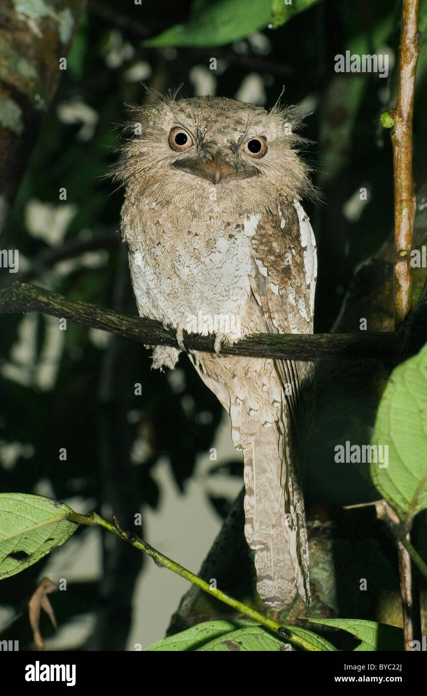 Sri lanka frogmouth hi-res stock photography and images - Alamy