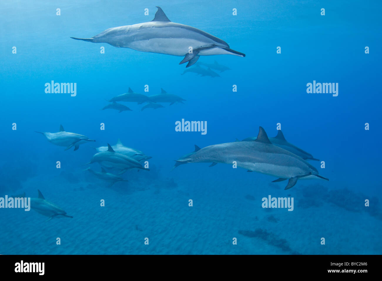 spinner dolphins, Stenella longirostris longirostris, Hookena, Kona, Hawaii Stock Photo